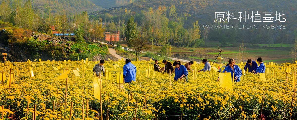 貢菊種植基地1200副本.jpg