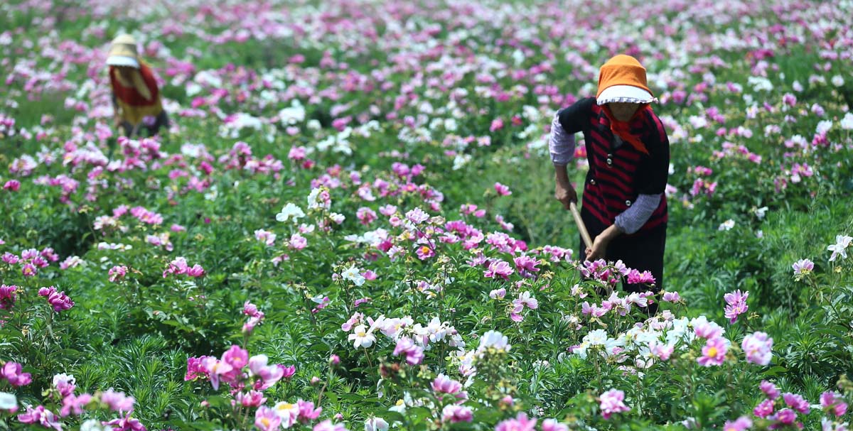 芍藥花種植基地1200.jpg